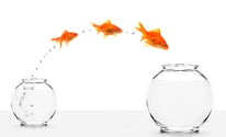 jumping_fish