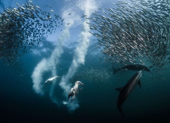 x2016 Sardines.jpg