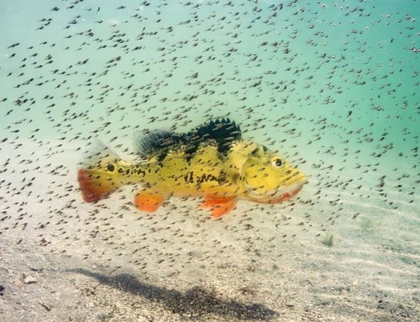 xfish.jpg