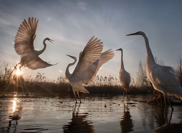 xswans.jpg